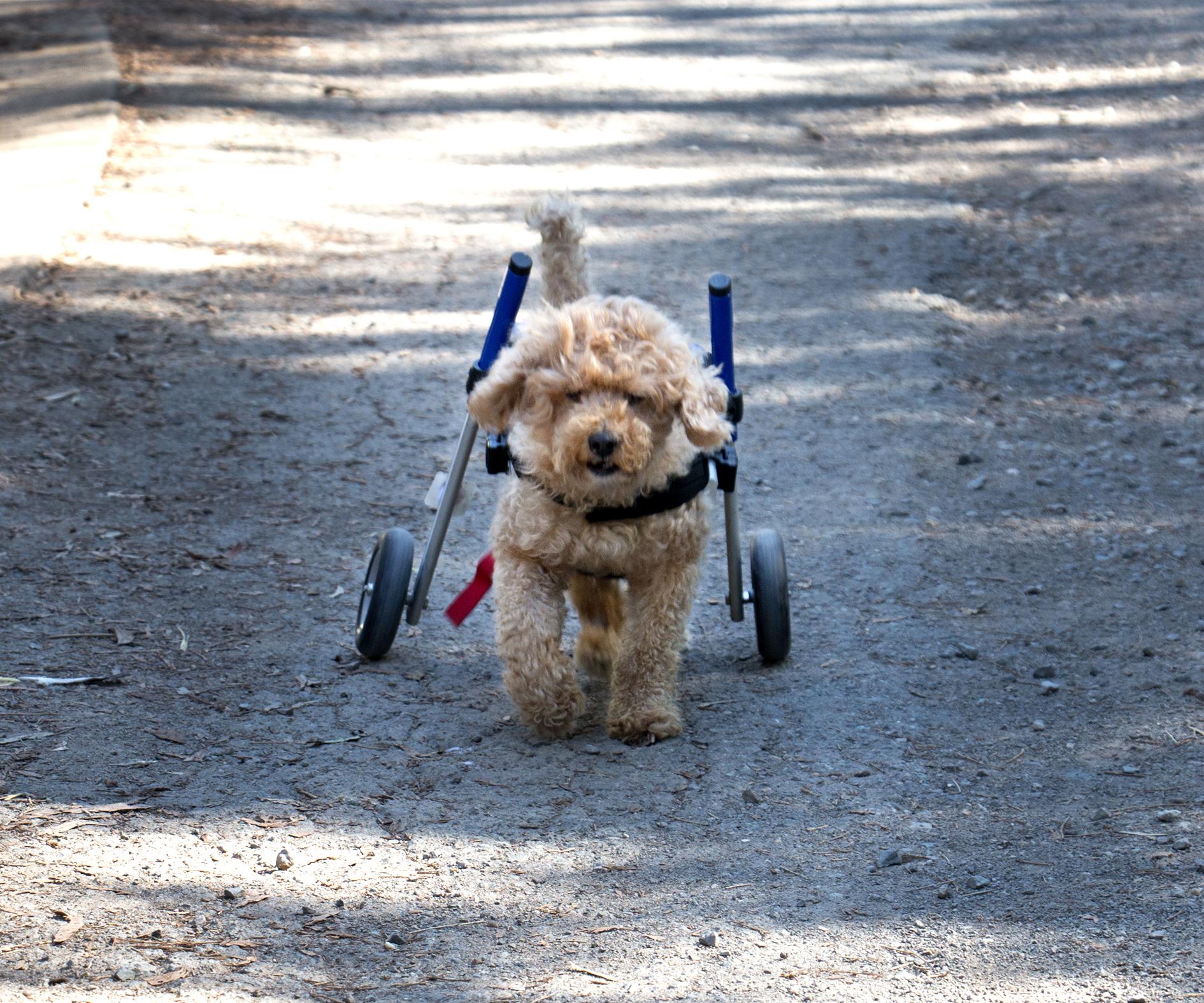 Dog gets new lease on life thanks to wheelchair