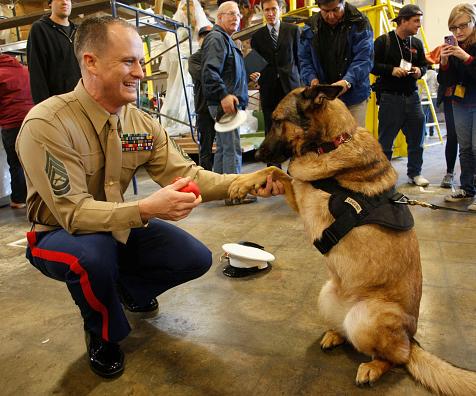 Dog that lost limb in Afghanistan gets highest military honour