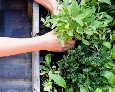 Growing your own herb garden: It’s your thyme to try it!