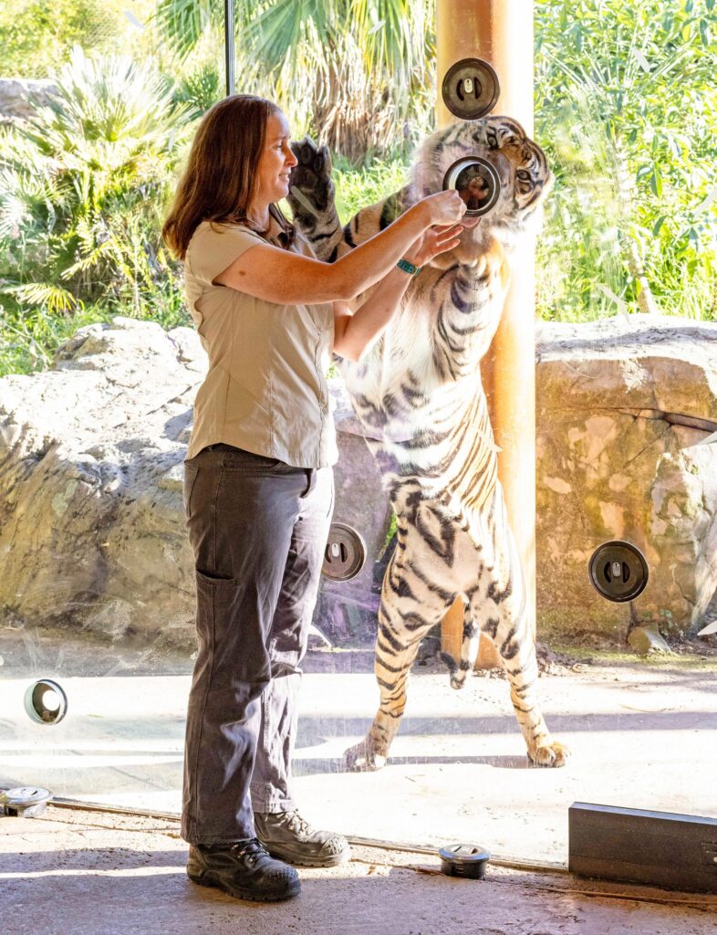 Zookeeper Kristin Mockford feeding Zayana through a hole in a clear wall