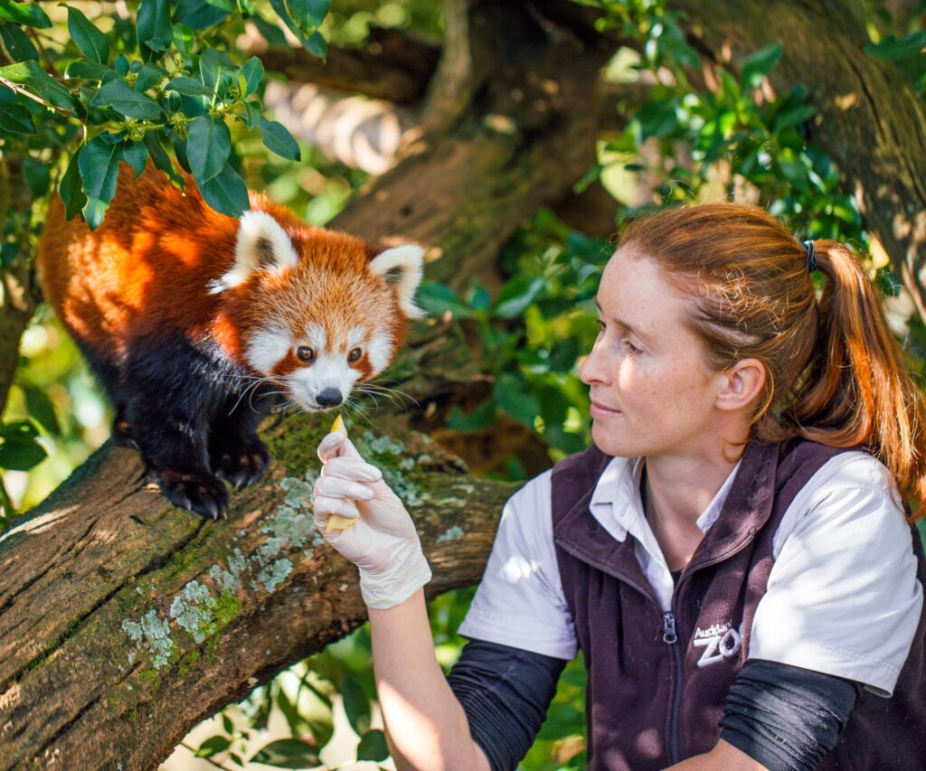 Zookeeper Kristin Mockford feeding a red panda