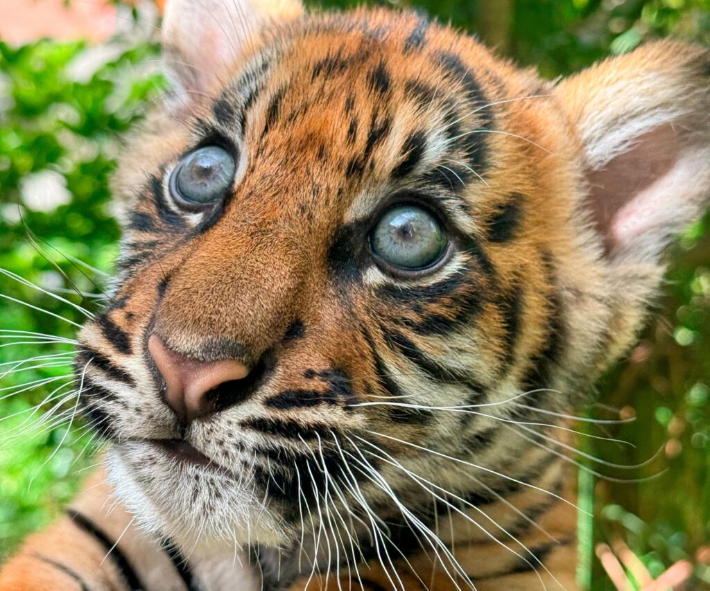 Zookeeper Kristin Mockford absolutely adores tiger cub Cahya