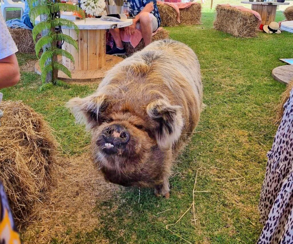 Andrew Saville and Helen Castles invited Helen's pig to their wedding reception
