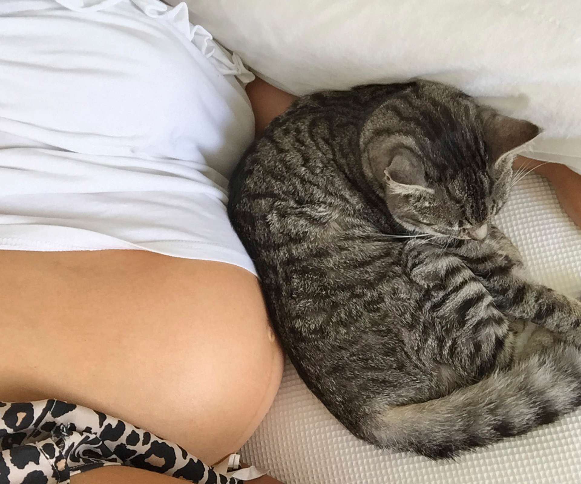 Emma's pregnant belly laying beside a curled up cat