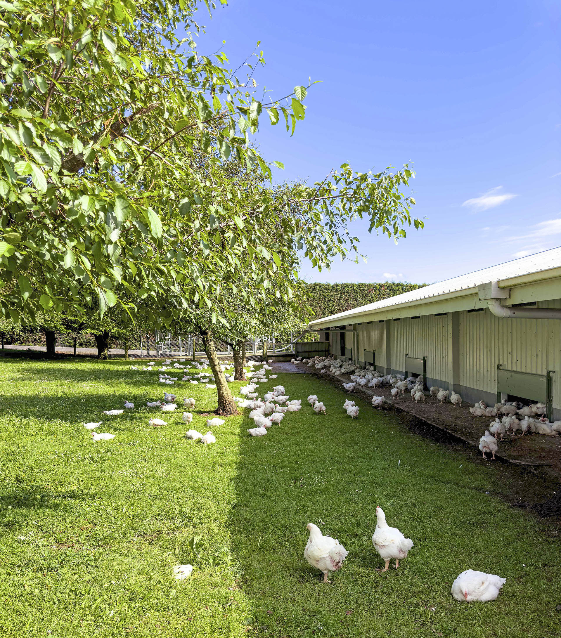 Waitoa free range chickens freely roaming