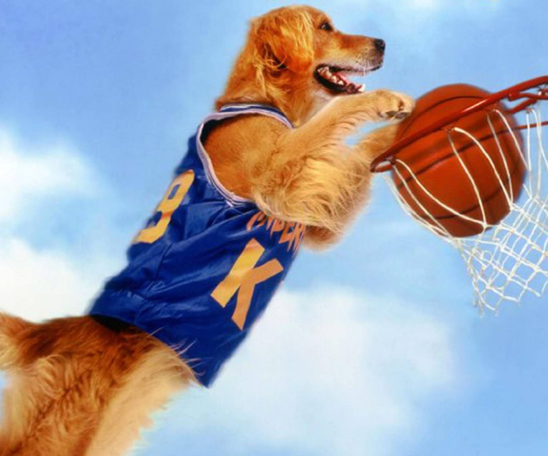 Buddy the dog dunking a basketball into a hoop