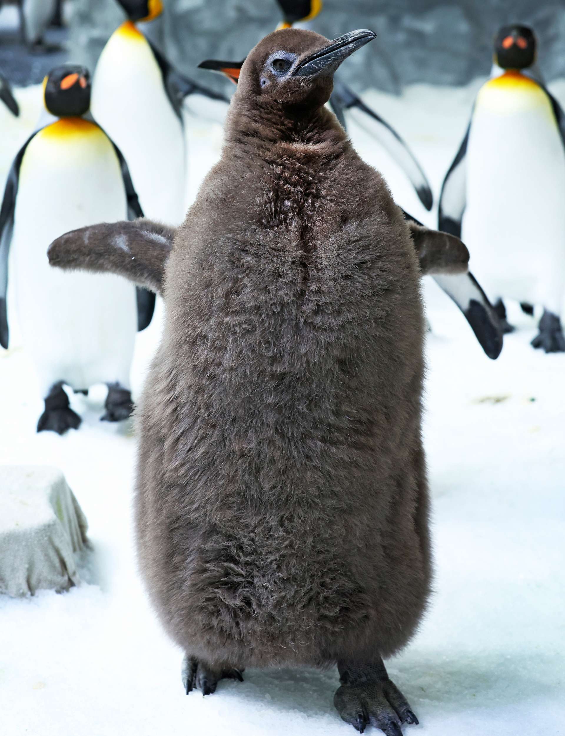 Big baby penguin