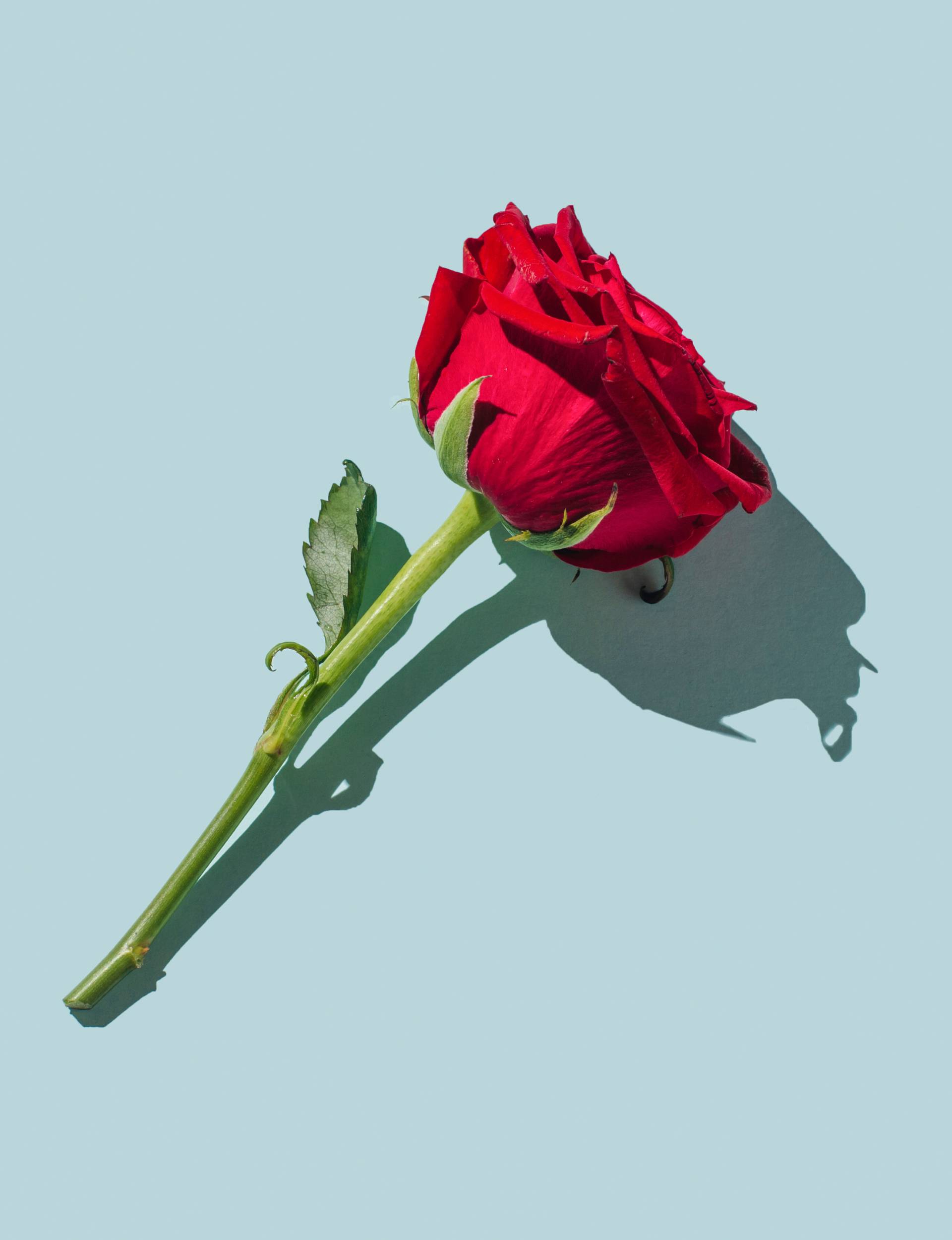 A rose resting on a light low background
