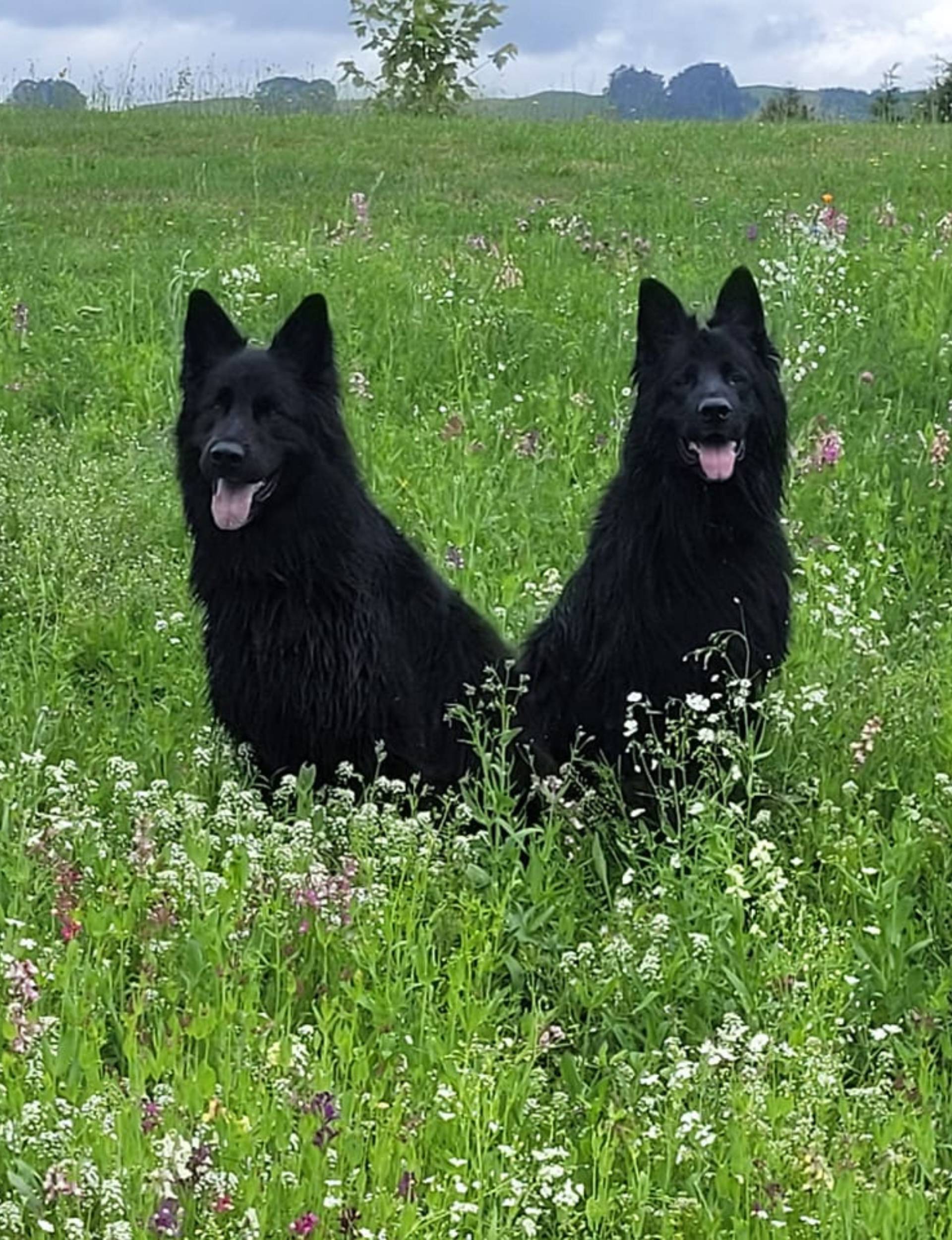 Two black dogs sitting in a field of tall grass
