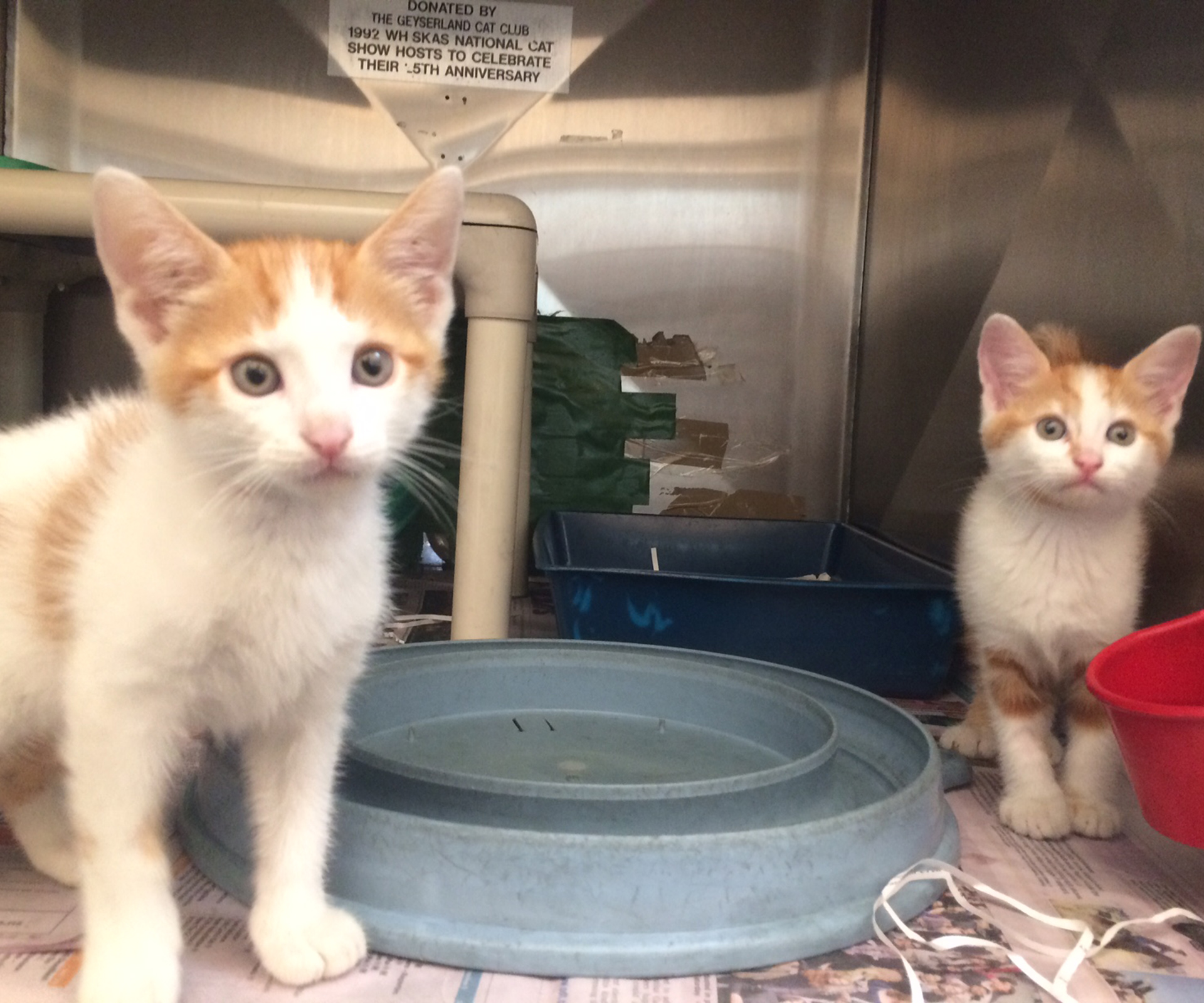 Five pairs of kittens that need a forever home