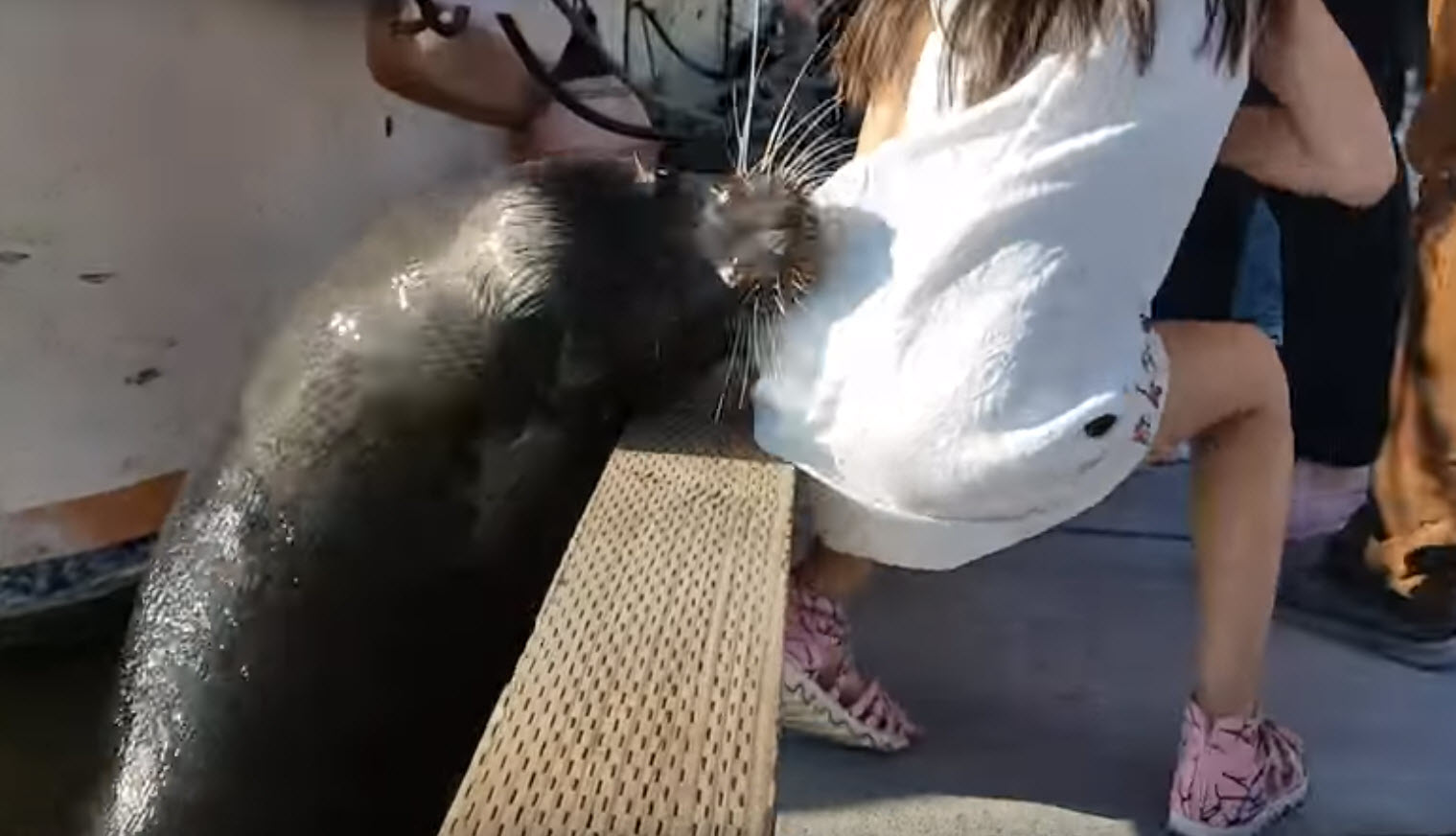 WATCH: Sea lion attacks young girl