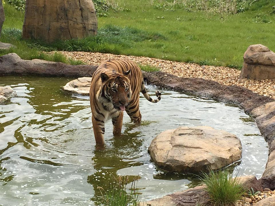 Tiger kills zookeeper at Hamerton Zoo.