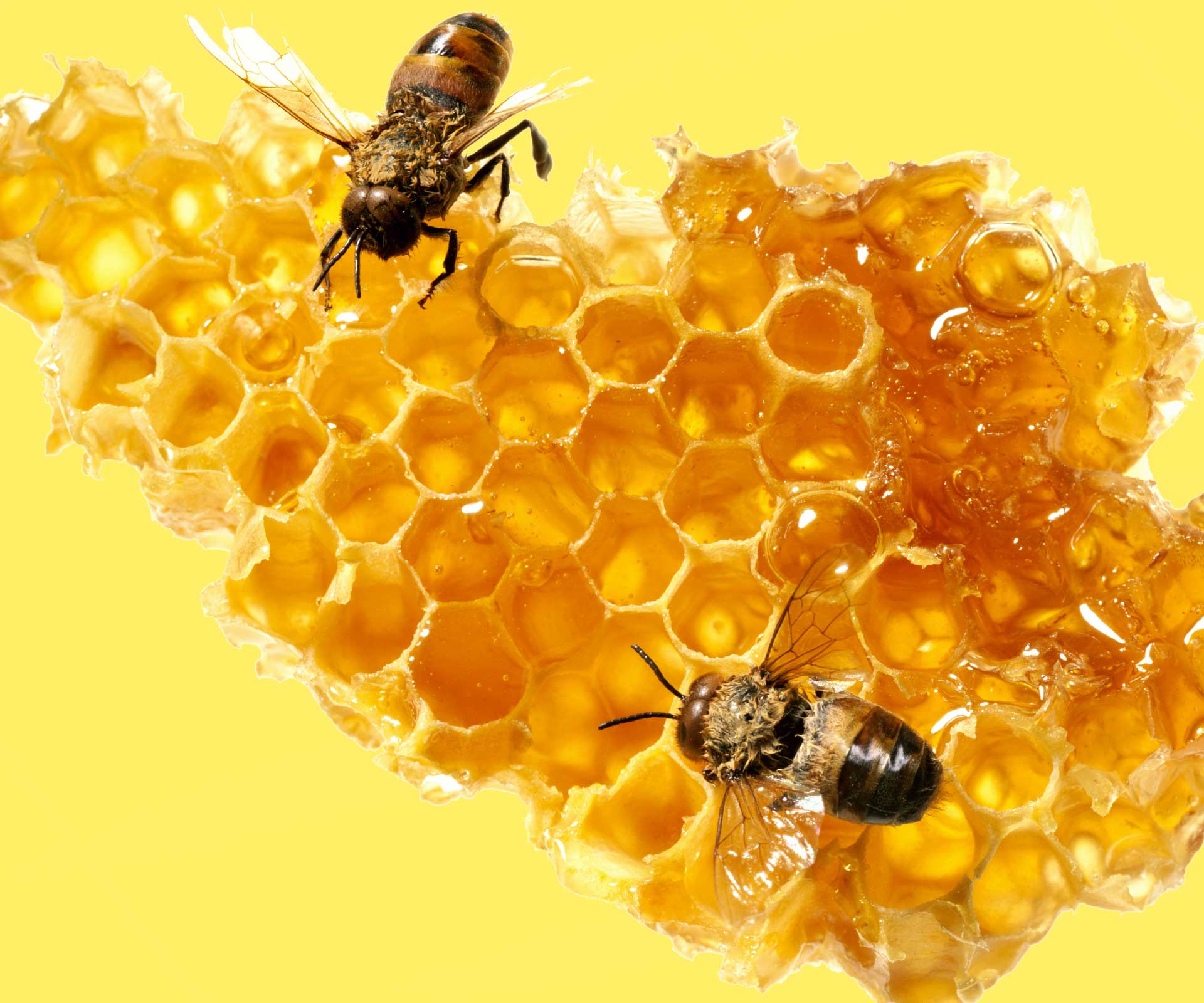 Why you should be eating more honey
