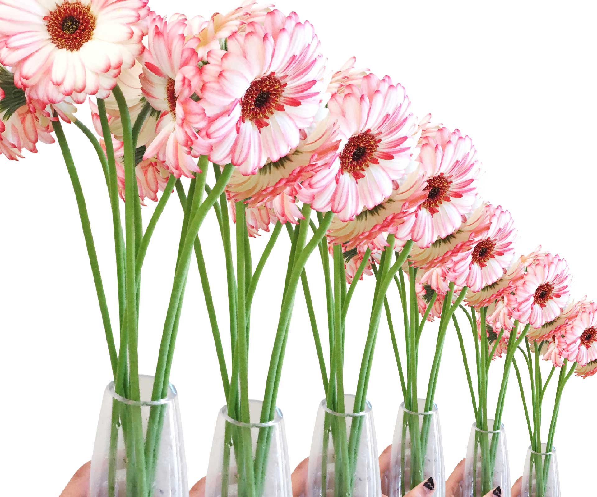 6 simple ways to make your flowers last longer