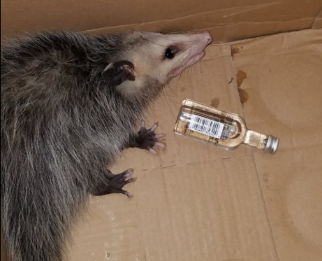 Possum breaks into liquor store and gets drunk