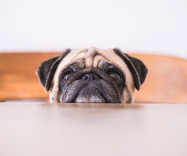 TradeMe bans sale of pugs, French and English bulldogs