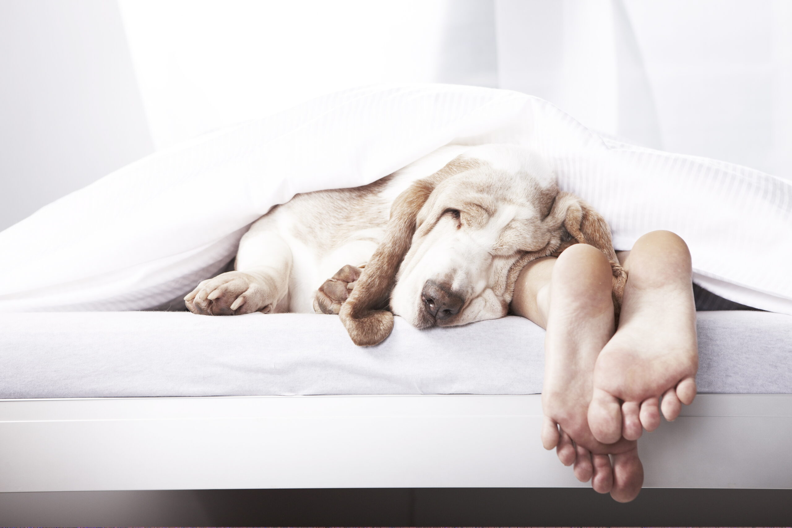 No, sharing the bed with your dog won’t really ‘ruin’ your sleep