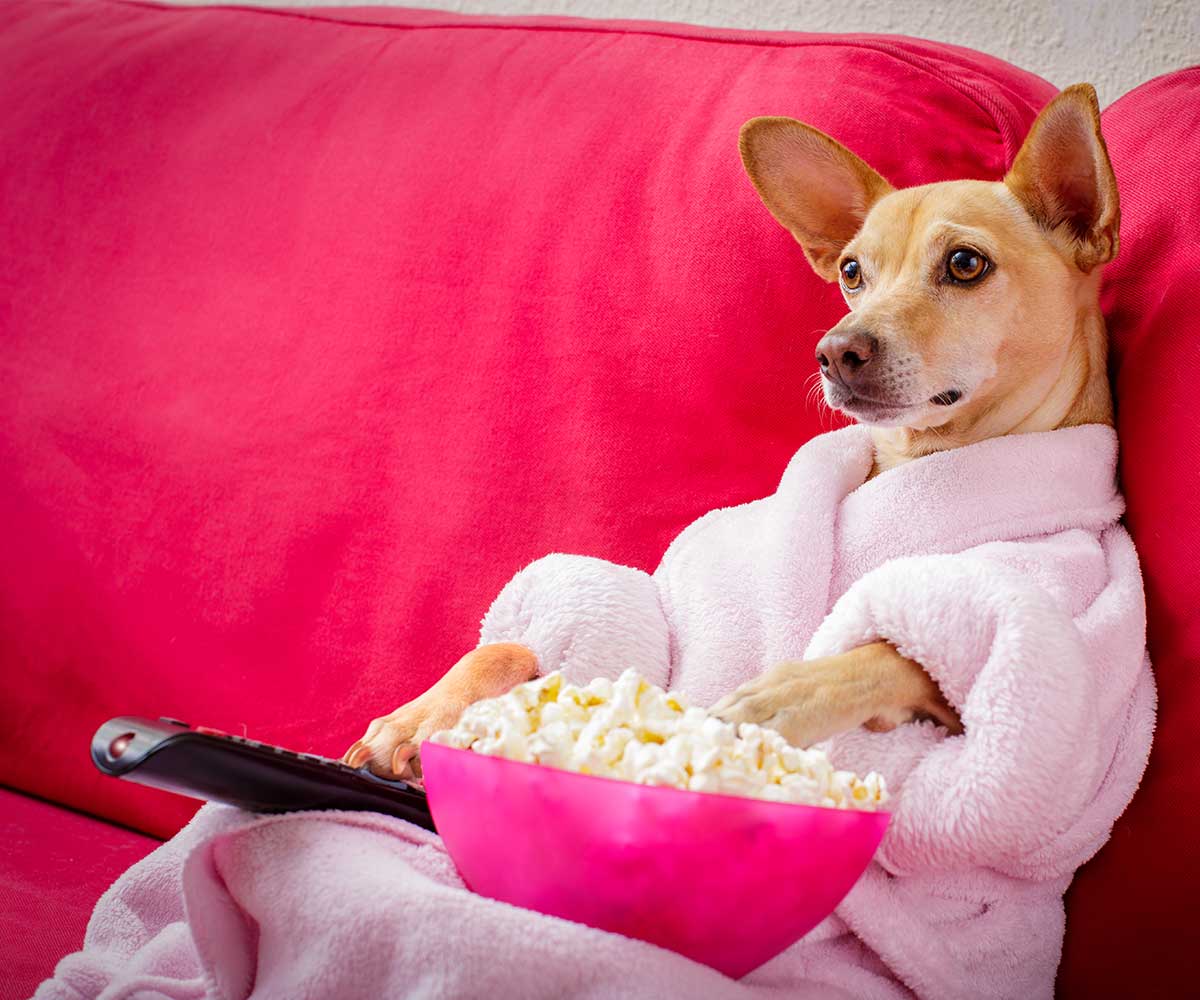 The oddly huge part your pets play in your Netflix viewing habits