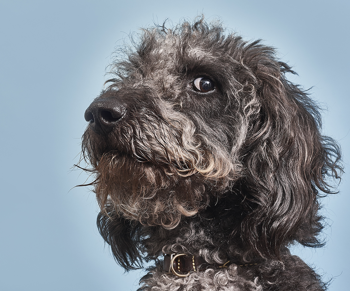 Why your pooch does some of the weird things it does