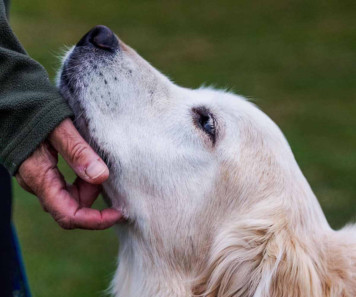 Who knew! Dogs get forgetful in their old age too