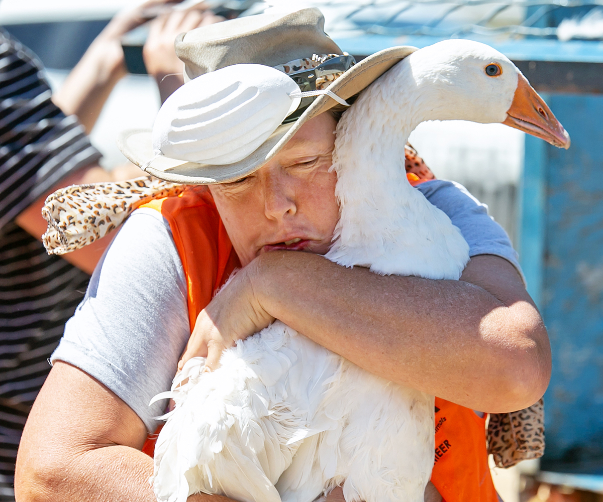Margaret Skippy Napier hugs a goose Nelson wildfires