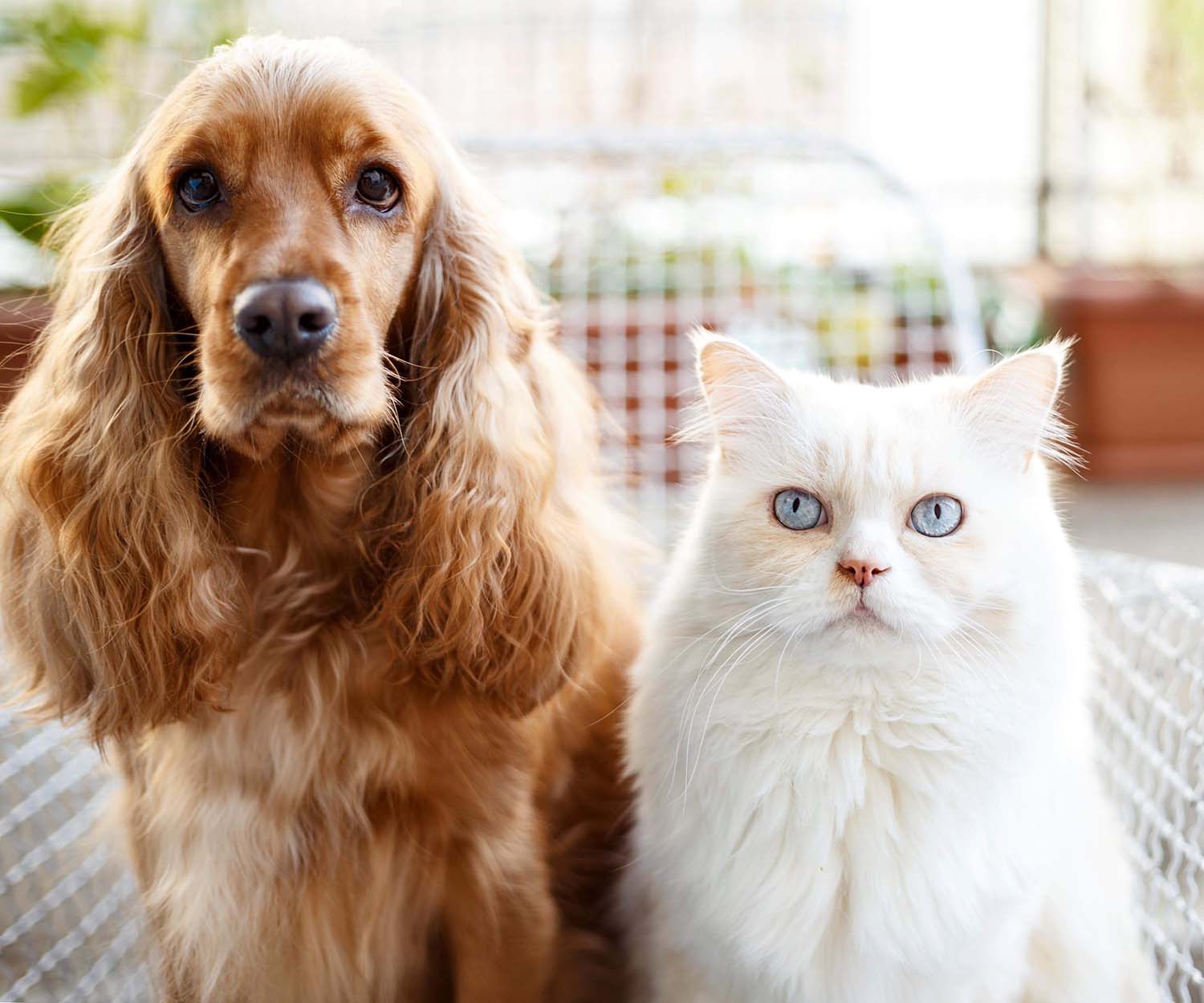 caring for elderly pets