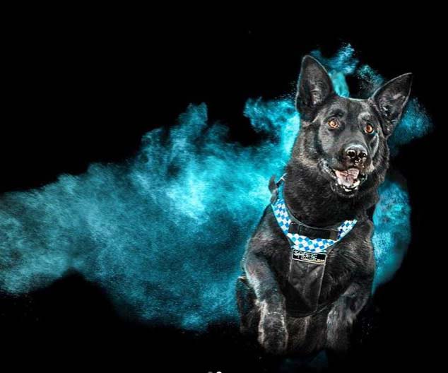 This ‘out of the blue’ image taken by a police forensic photographer has us all impressed