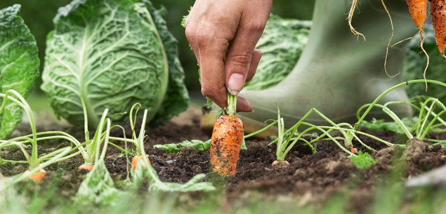 tips for planting a winter vegetable garden, vegetable garden nz