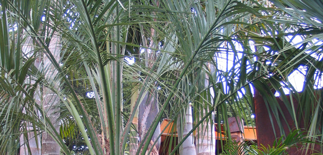 Planting palm trees in your garden