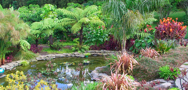 Tips for planting a subtropical garden