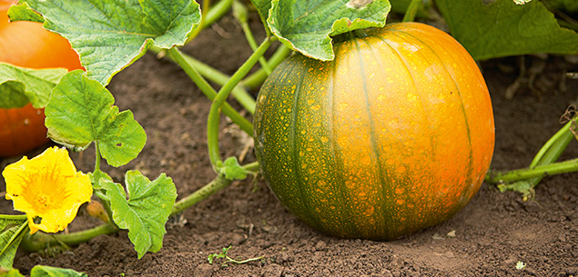 Gardening: pumpkins