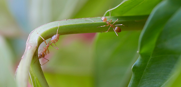 Ants in the garden / David Hahn - bauersyndication.com.au