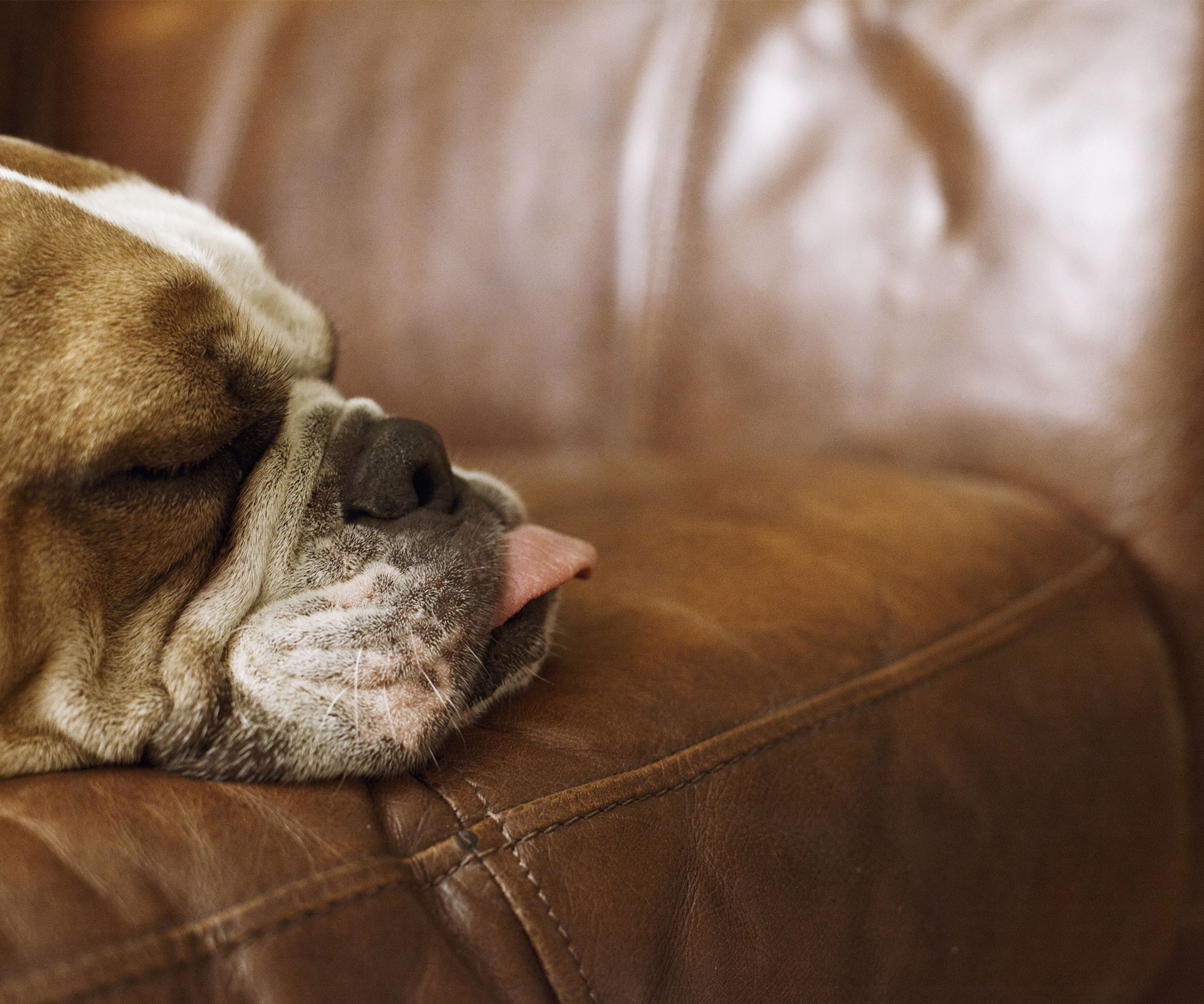 The archetypal animal sufferer of sleep apnoea is the English bulldog.