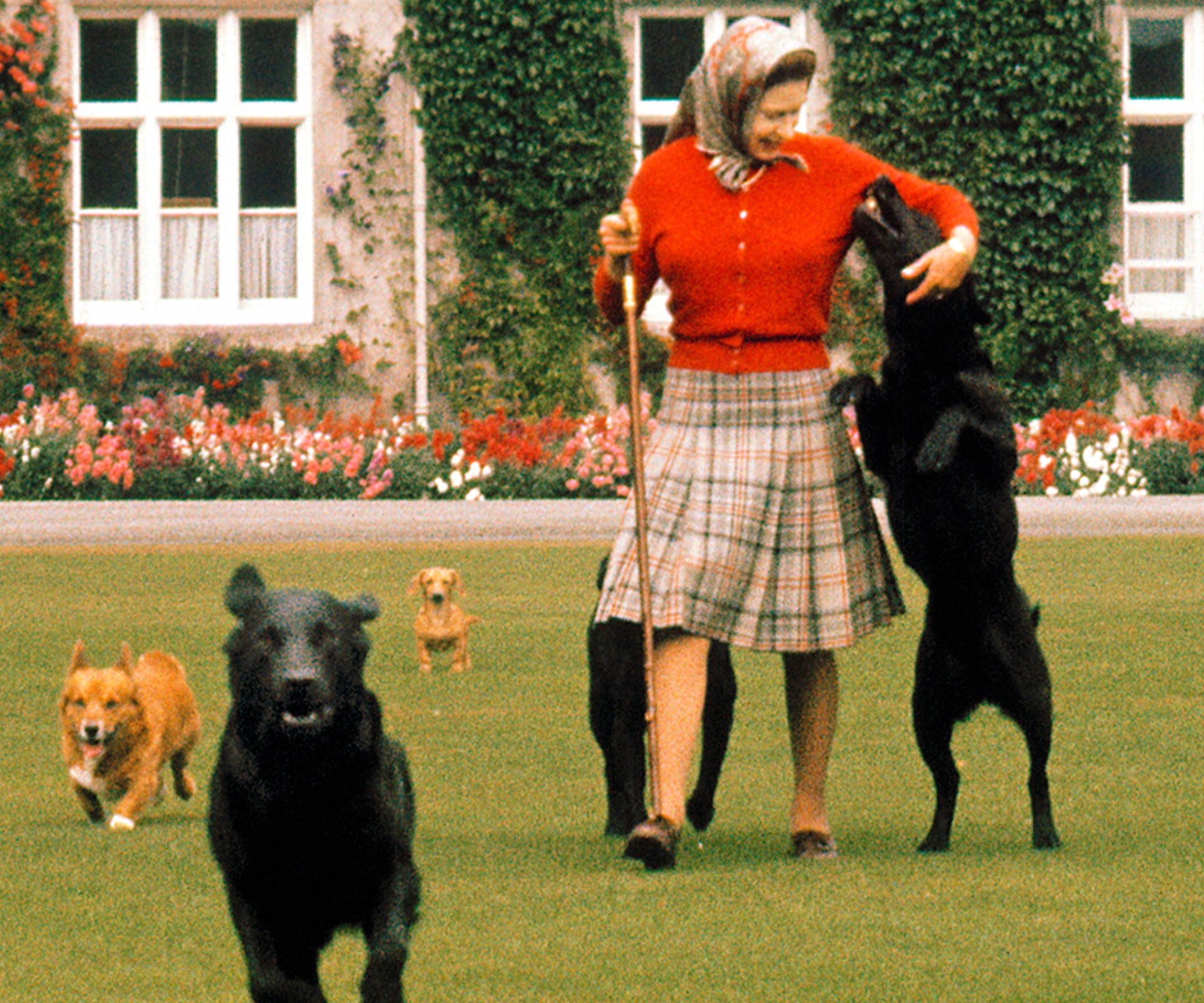 The Queen's Dogs