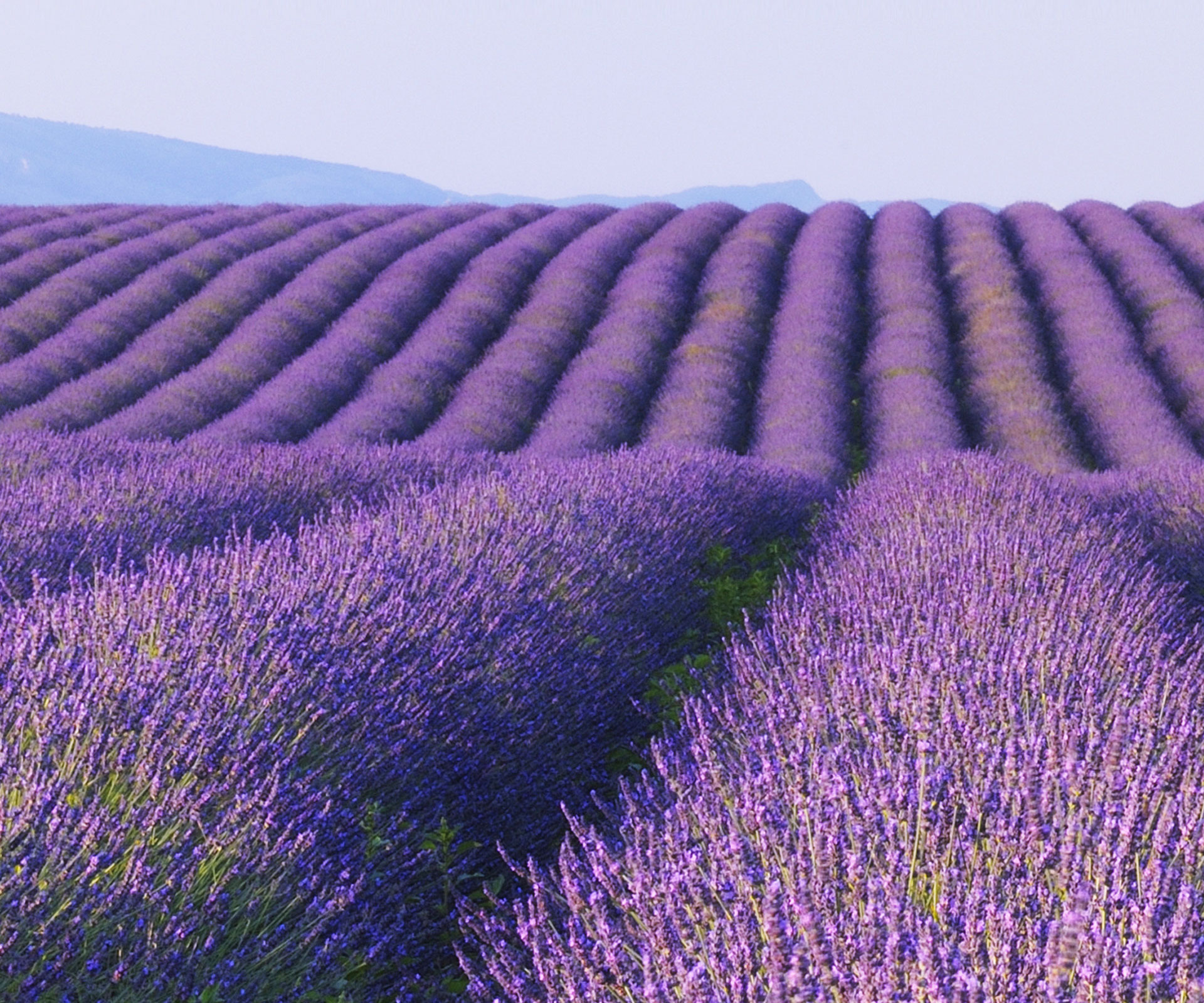 Paint the town lavender