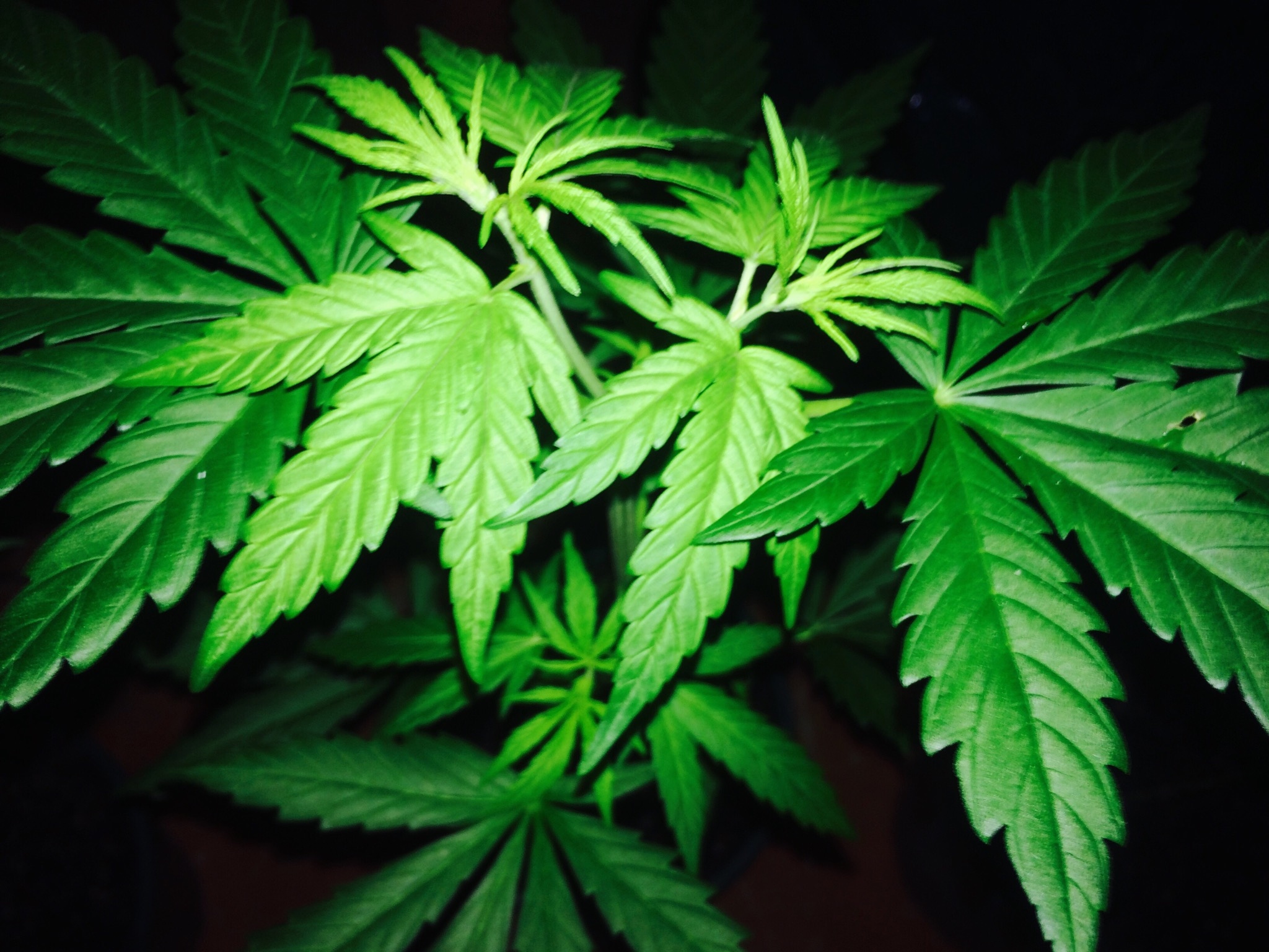 Cannabis use linked to lesions on arteries