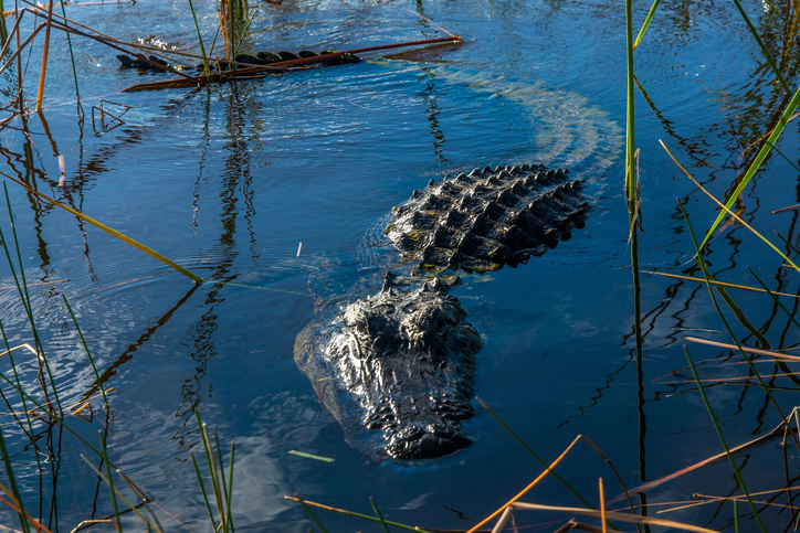 Alligator dragged into water