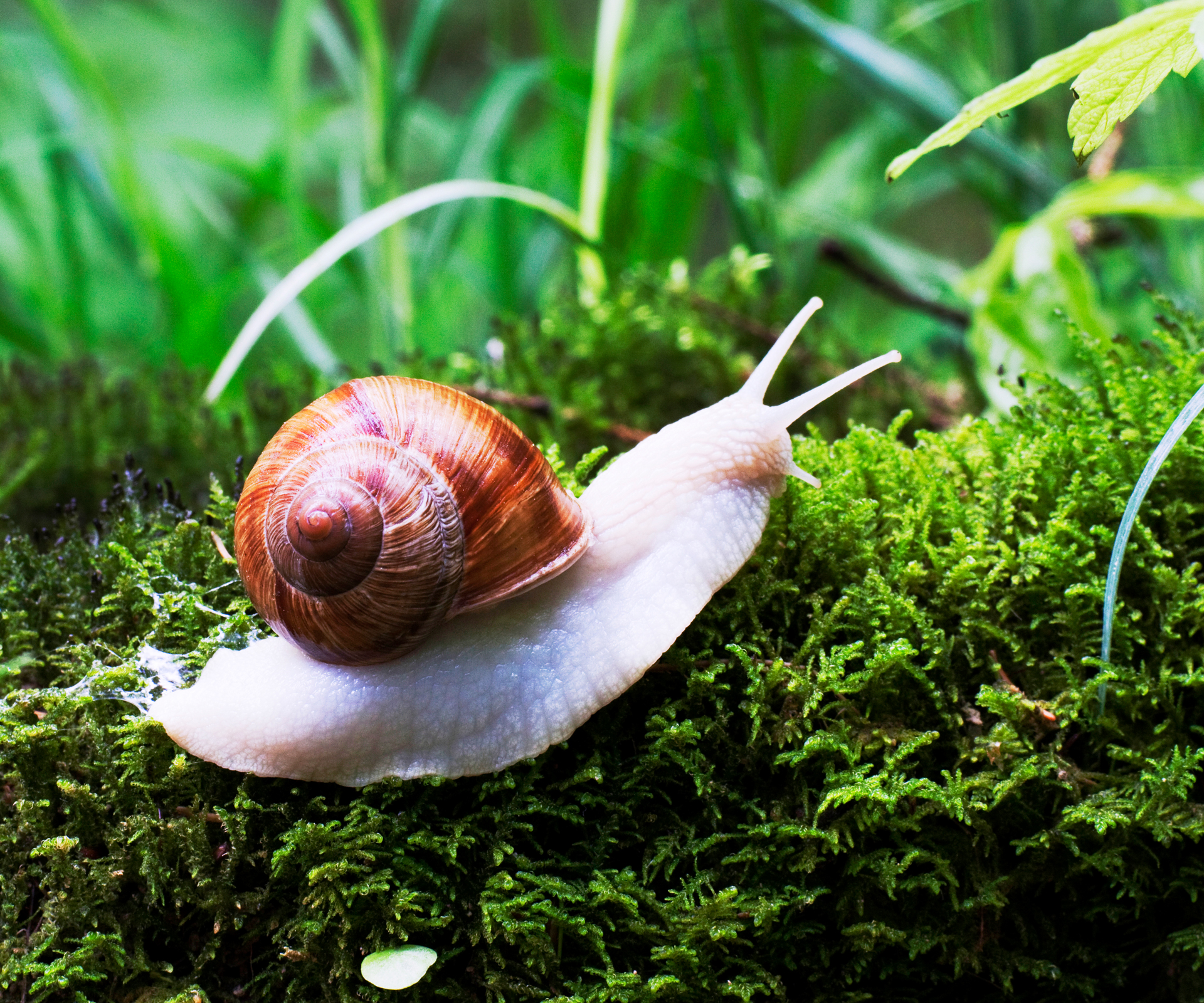 How to: Get rid of snails