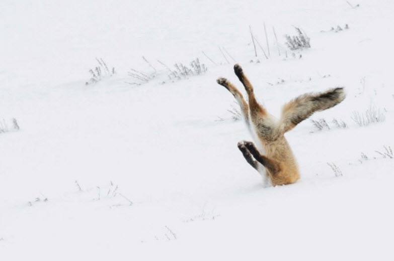 These Comedy Wildlife Award pictures are too good to miss