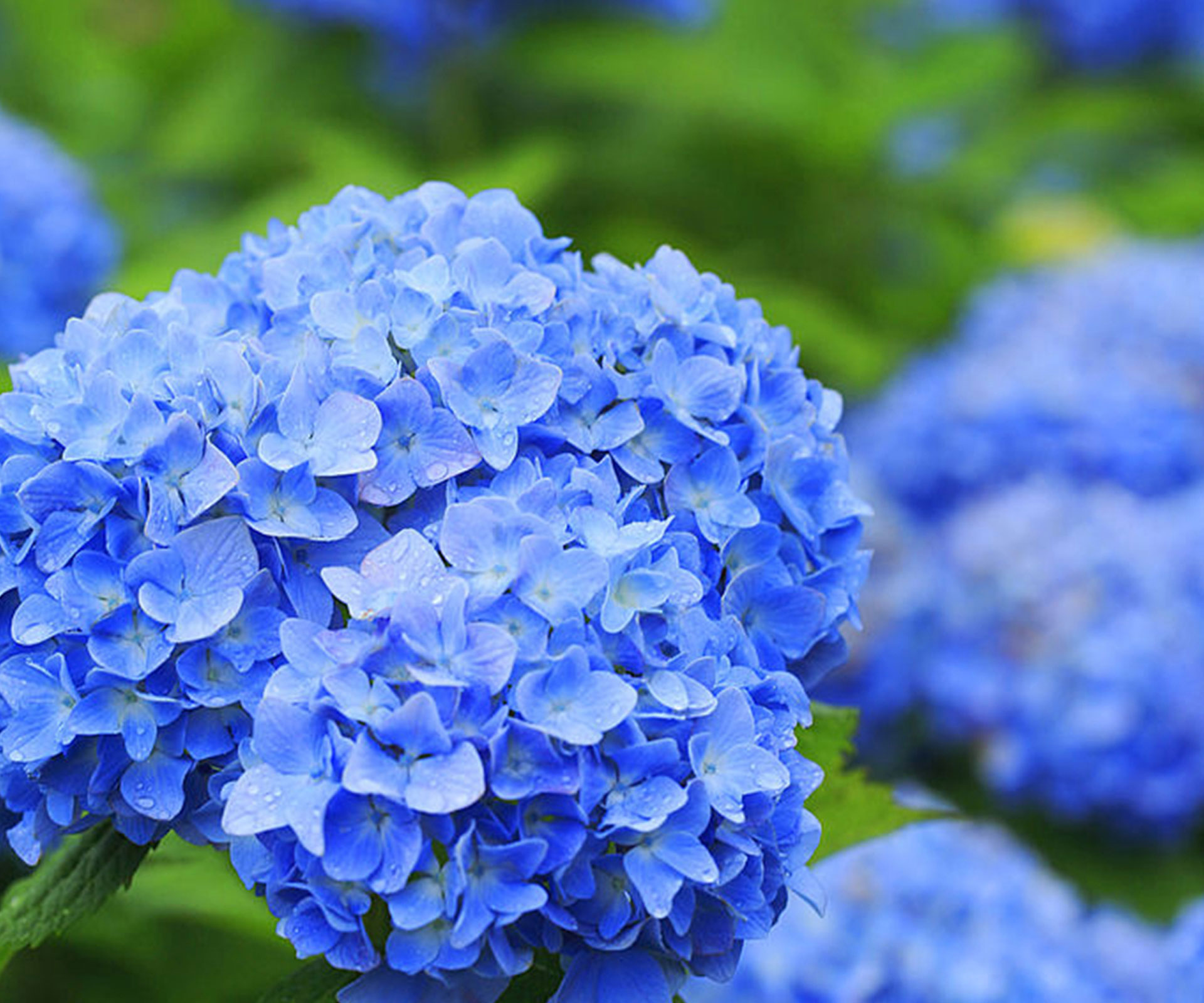 How to change a hydrangea’s colour